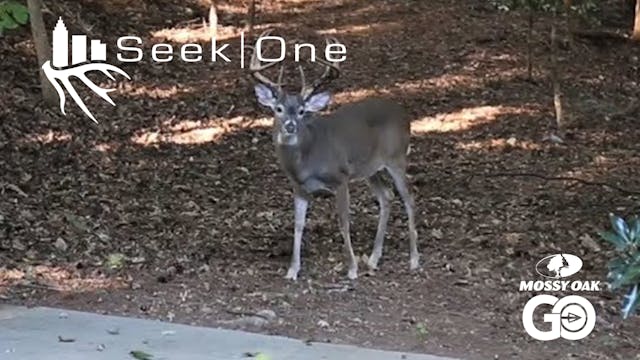 Maxwell II  • Seek One