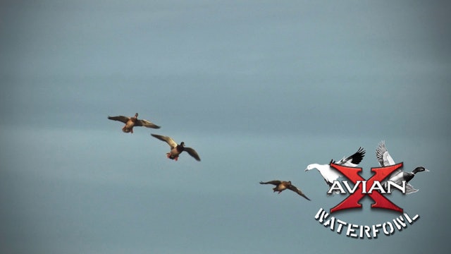 Great Lakes Mallards And Divers • Avian X Waterfowl