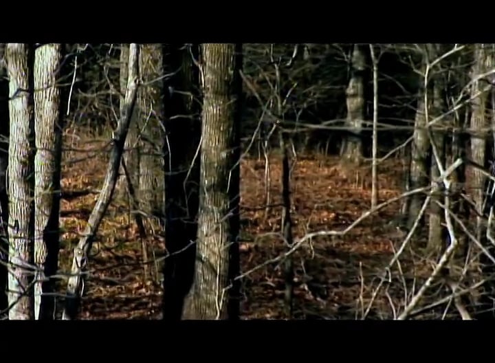 Parkerized Again • Whitetails in Mississippi