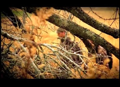 Brothers in Arms • Veterans and Turkeys