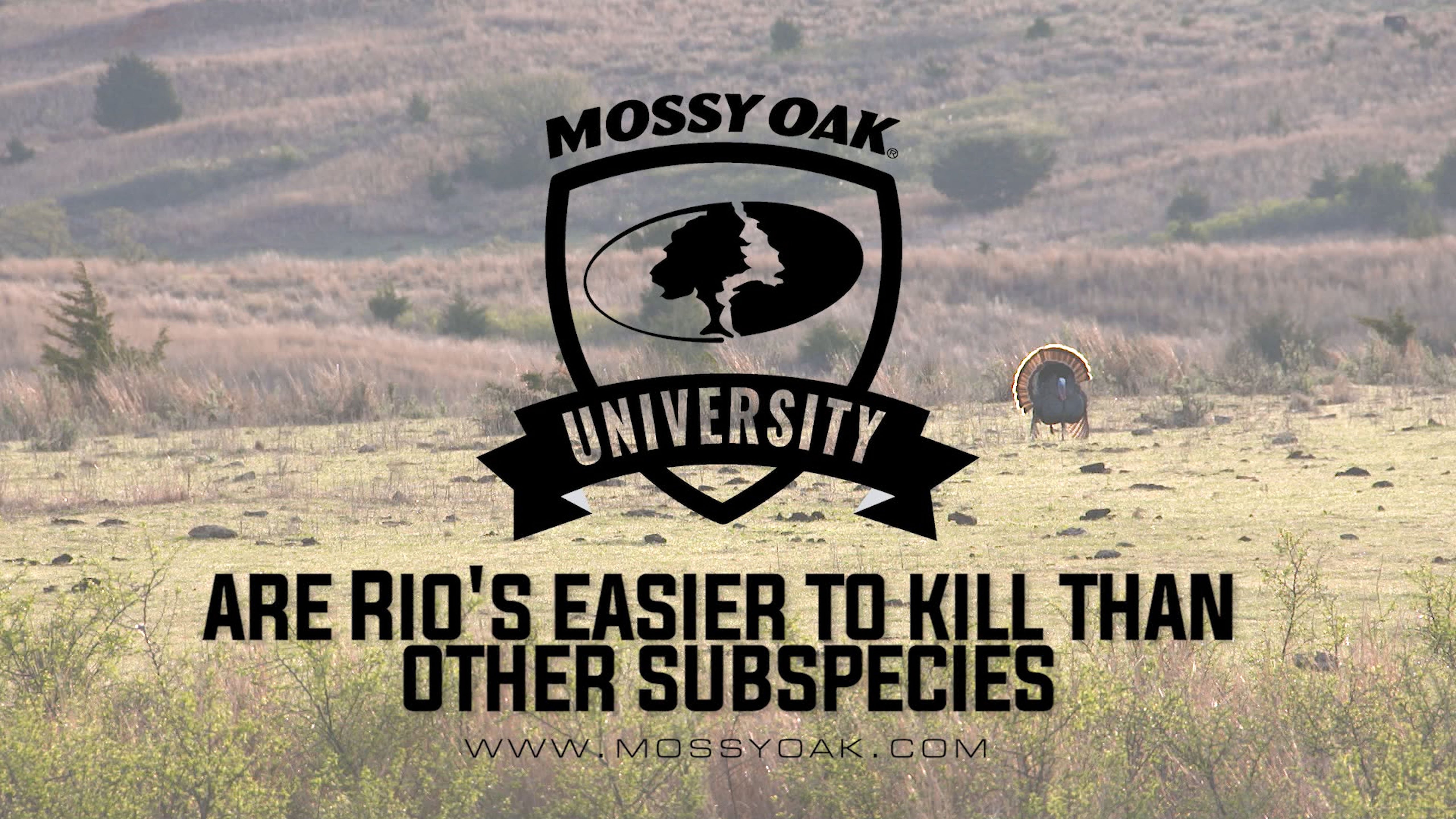 Are Rios Easier To Kill Than Other Subspecies