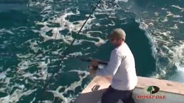 The Islamorada Sailifish Tournament P...