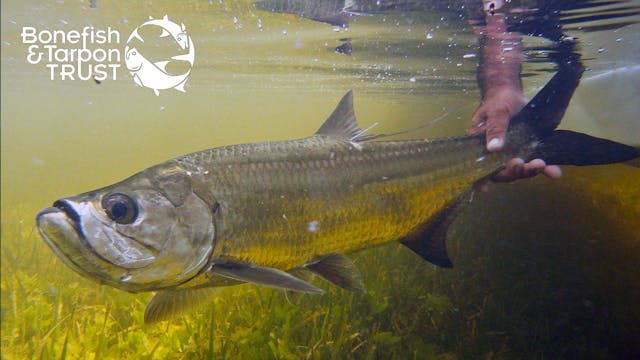 Tarpon Acoustic Tagging Project Video...