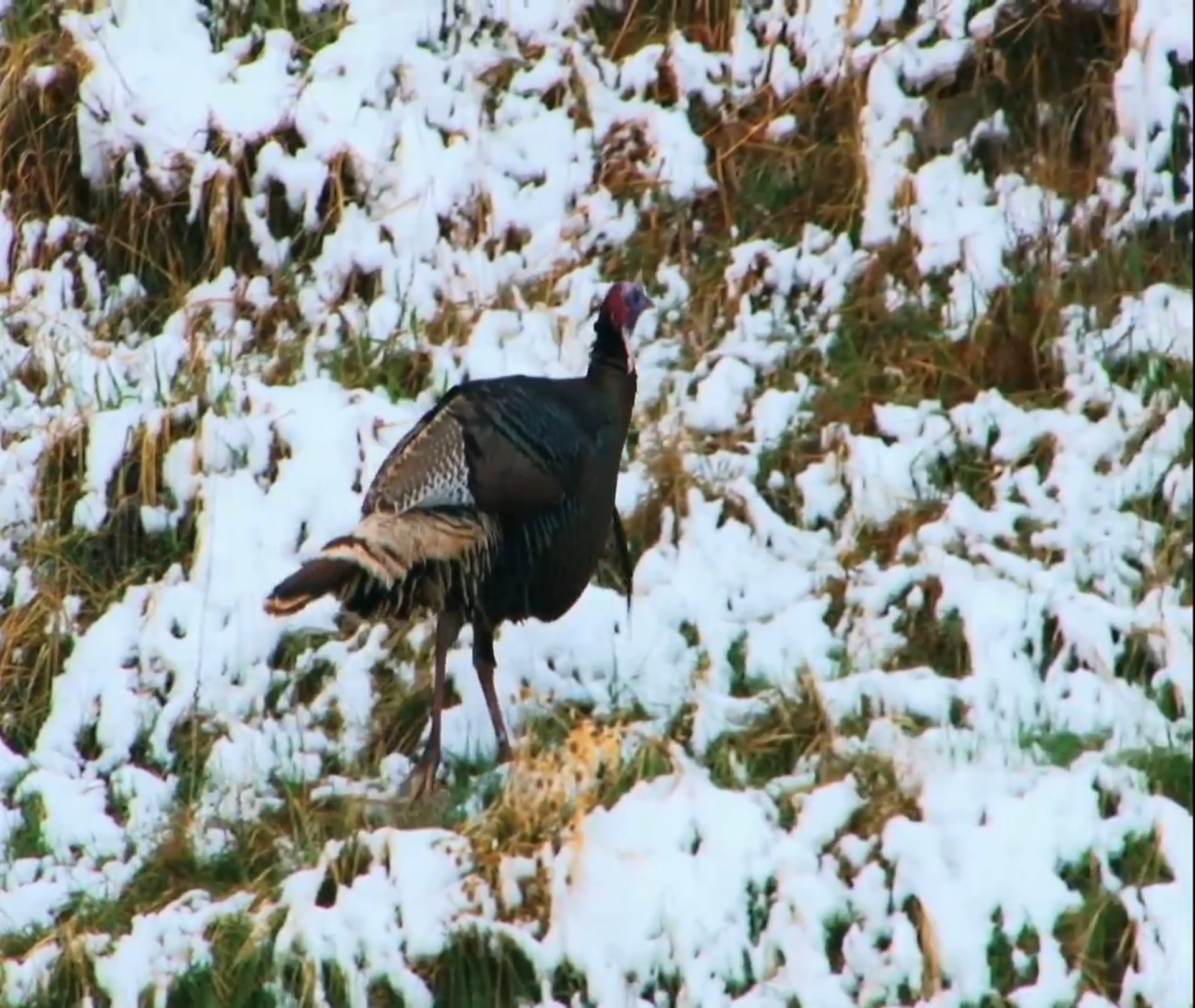 Snow Falling on Turkey Tracks • Western Birds