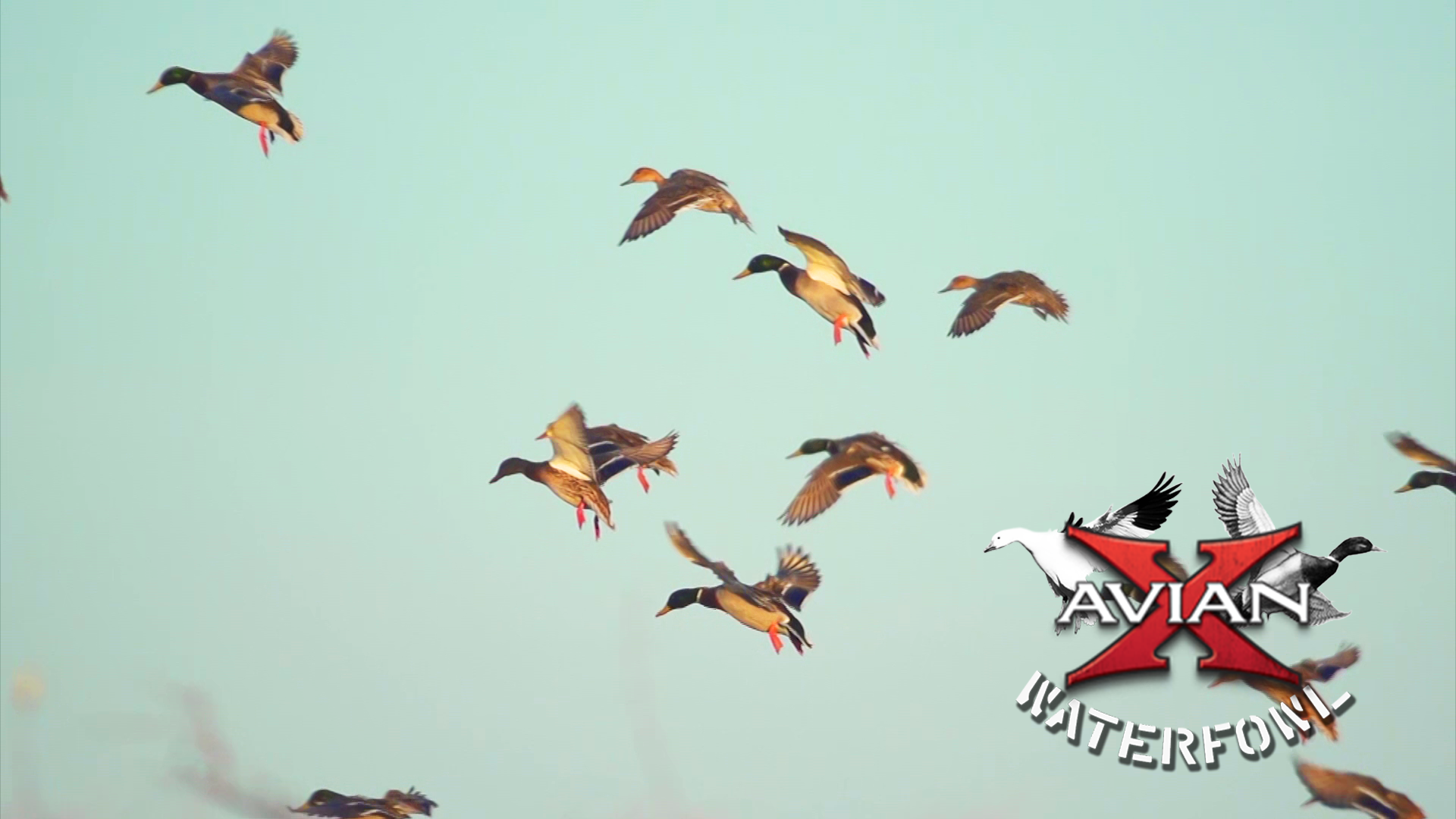 Second Chance Mallards • Avian X Waterfowl