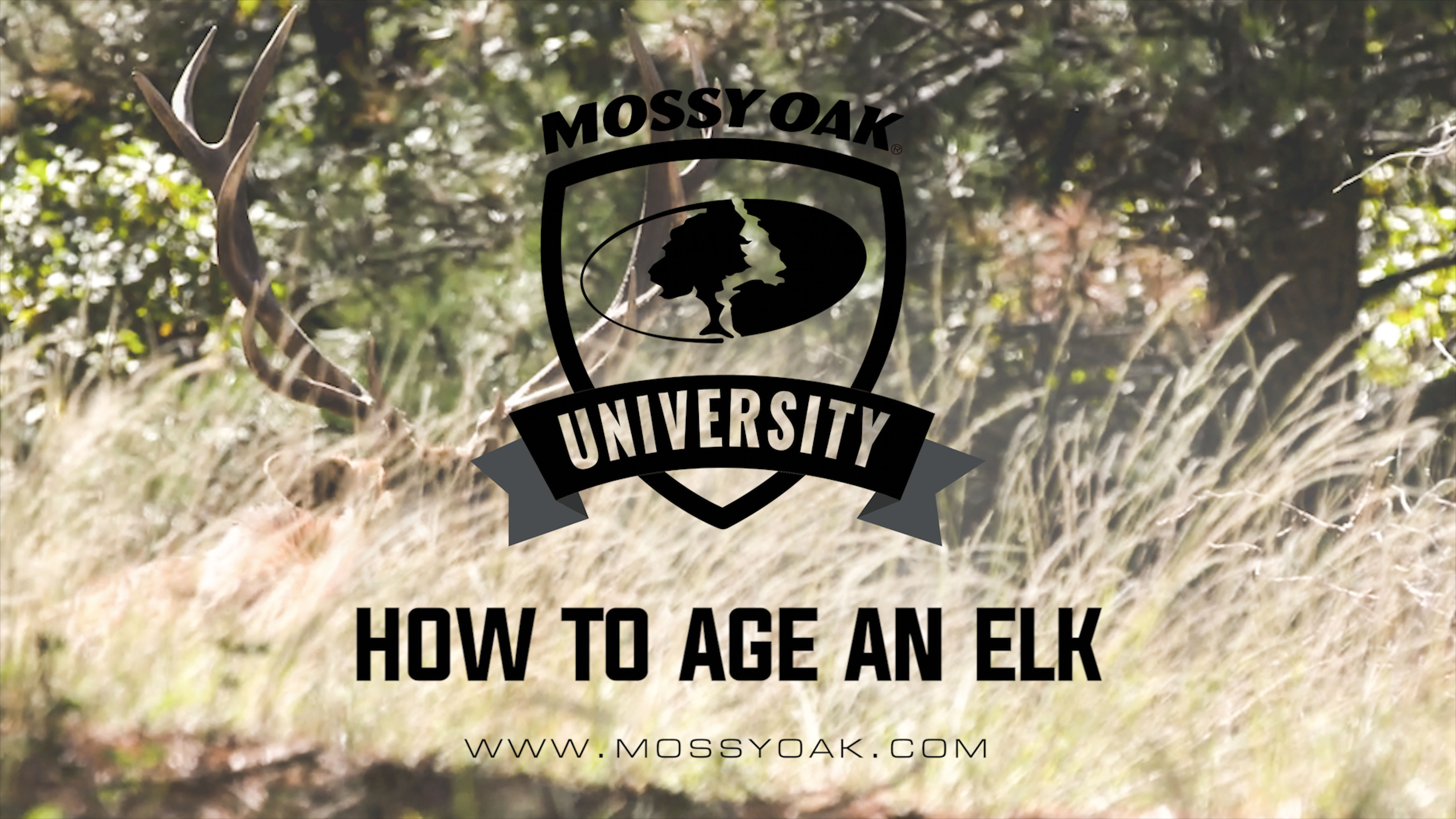 How To Age An Elk