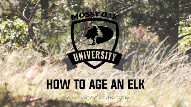 How To Age An Elk