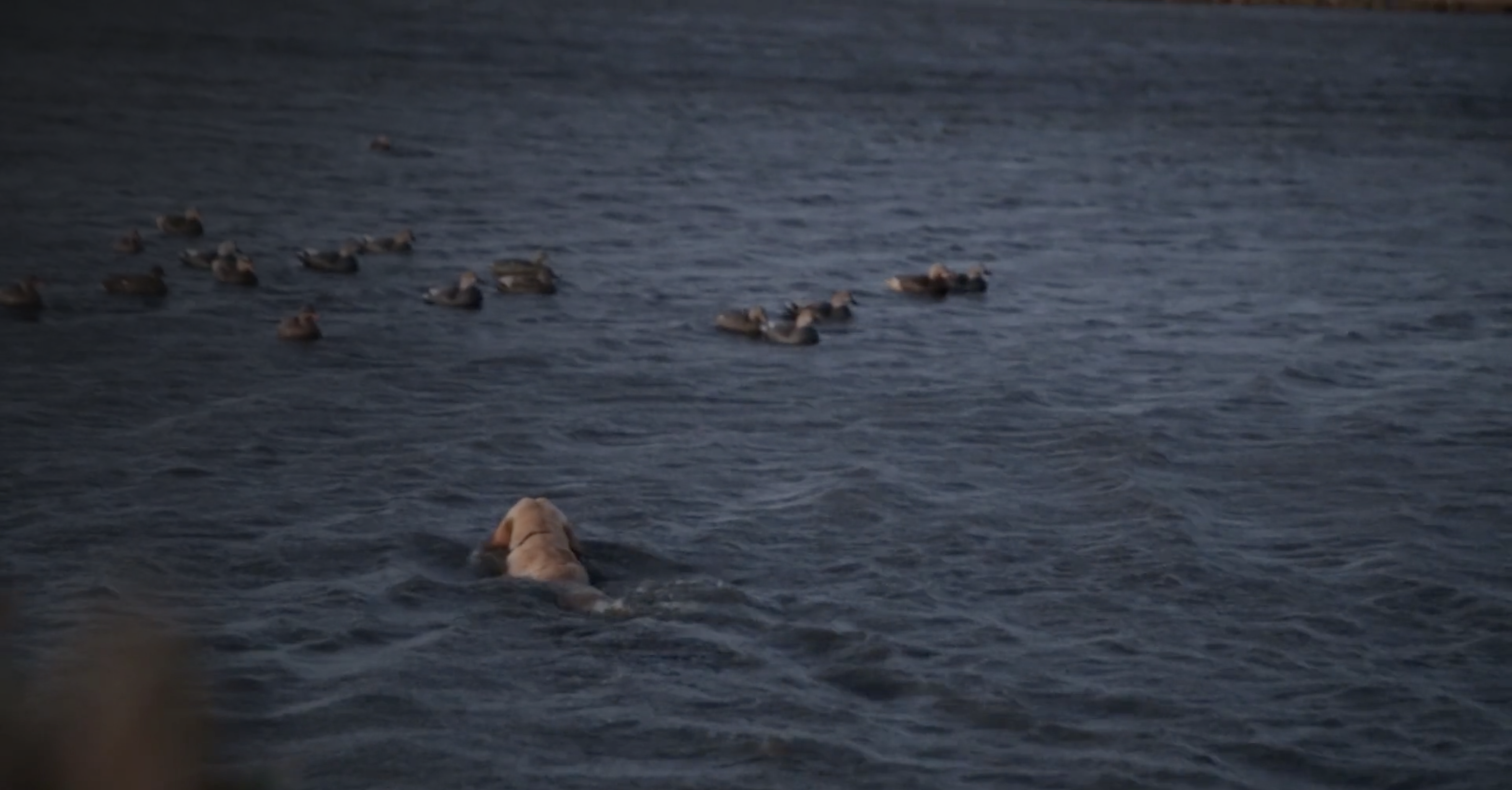 Coastal Flyways II  • DU TV