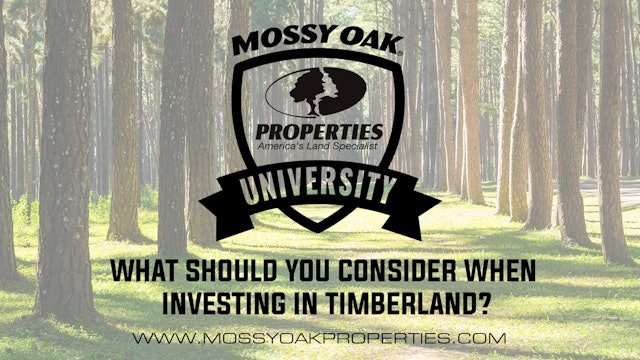 What Should You Consider When Investing In Timberland?