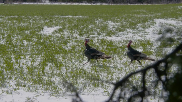 Nativ Turkeys • Rios in the Snow