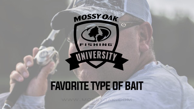 Favorite Bait for Bass Fishing Year Round