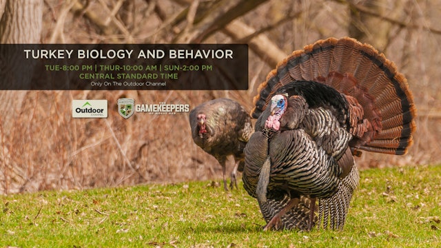 Turkey Biology and Behavior • Gamekeepers