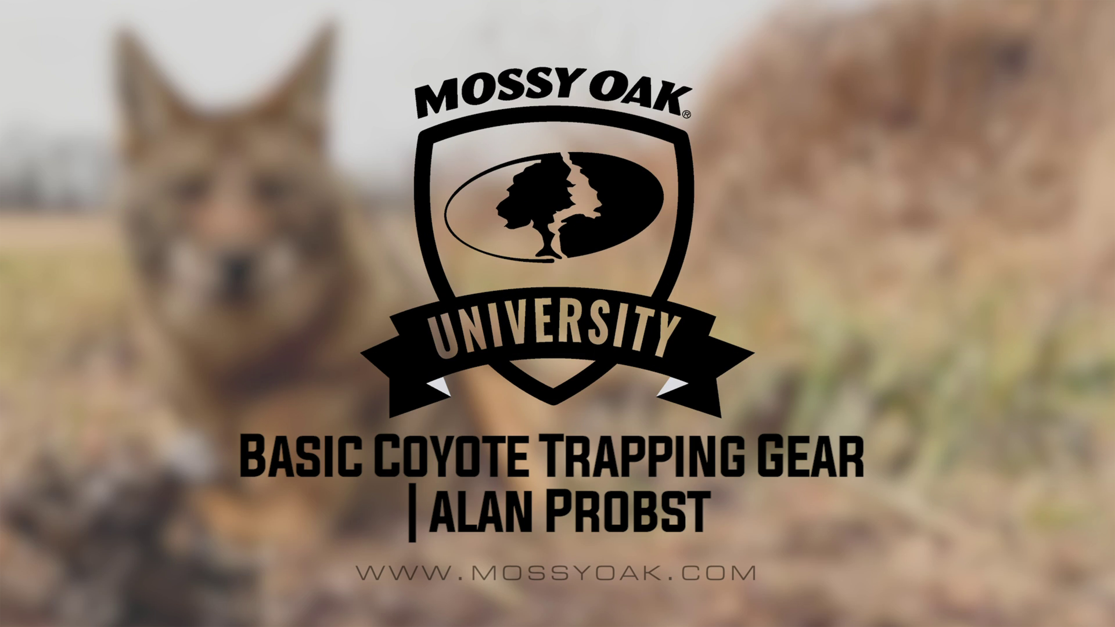 Basic Coyote Trapping Gear with Alan Probst