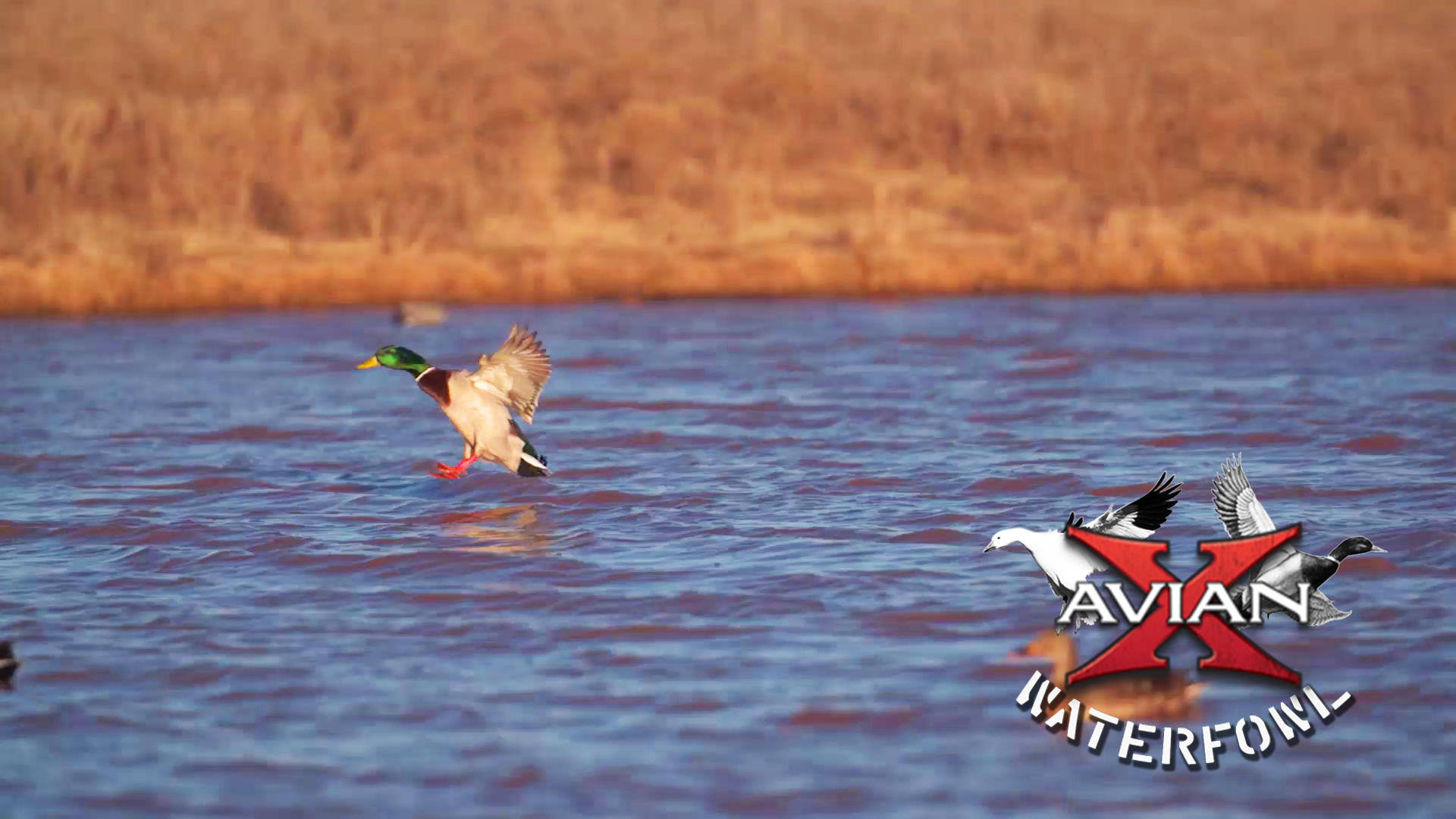 Dabblers • Avian X Waterfowl