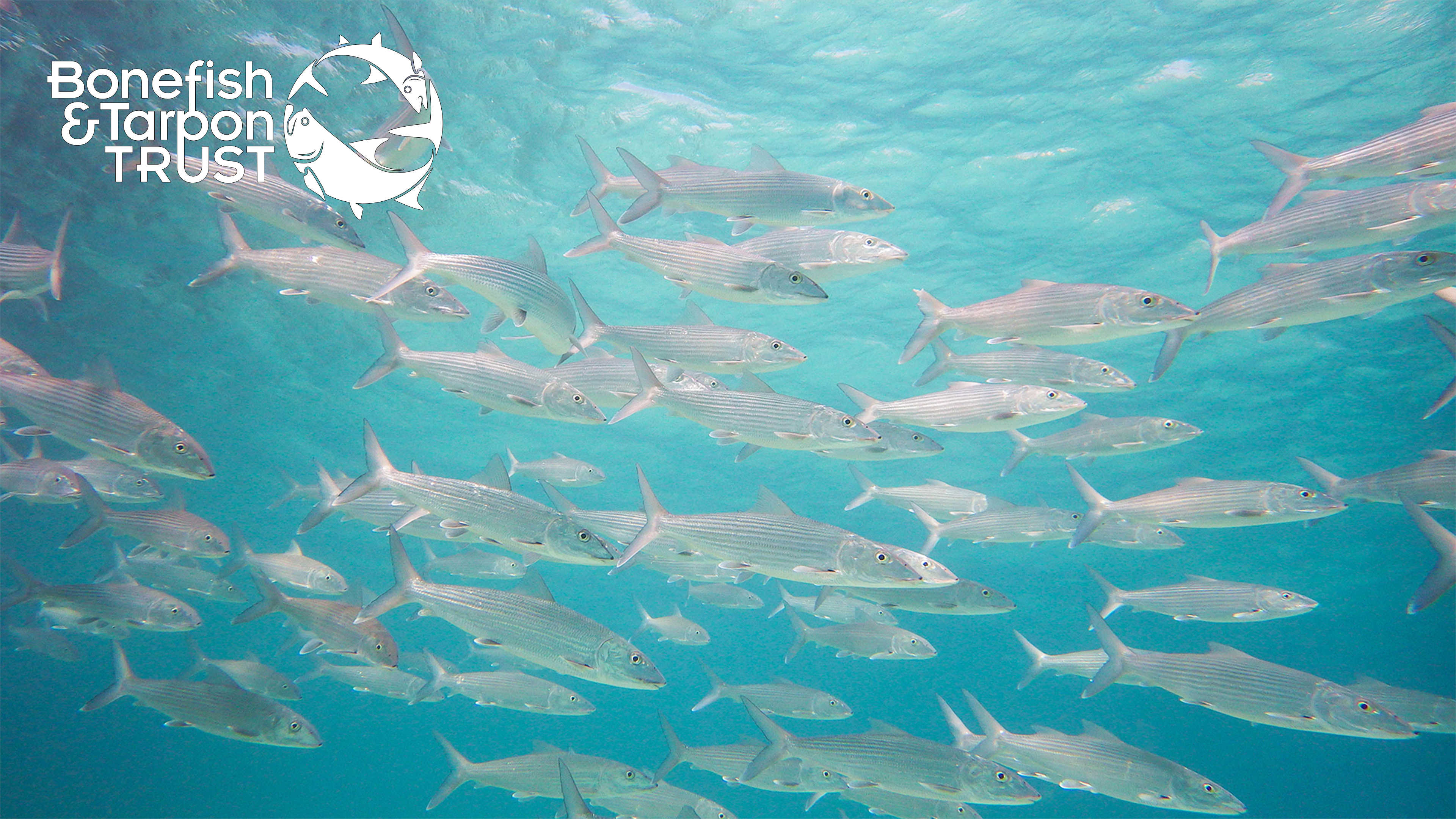 Bonefish Habitat Video  • Bonefish & Tarpon Trust