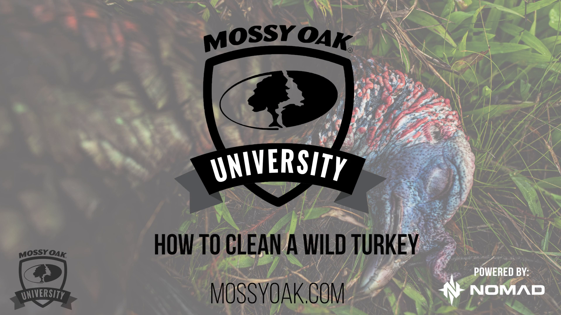 How to Clean a Wild Turkey