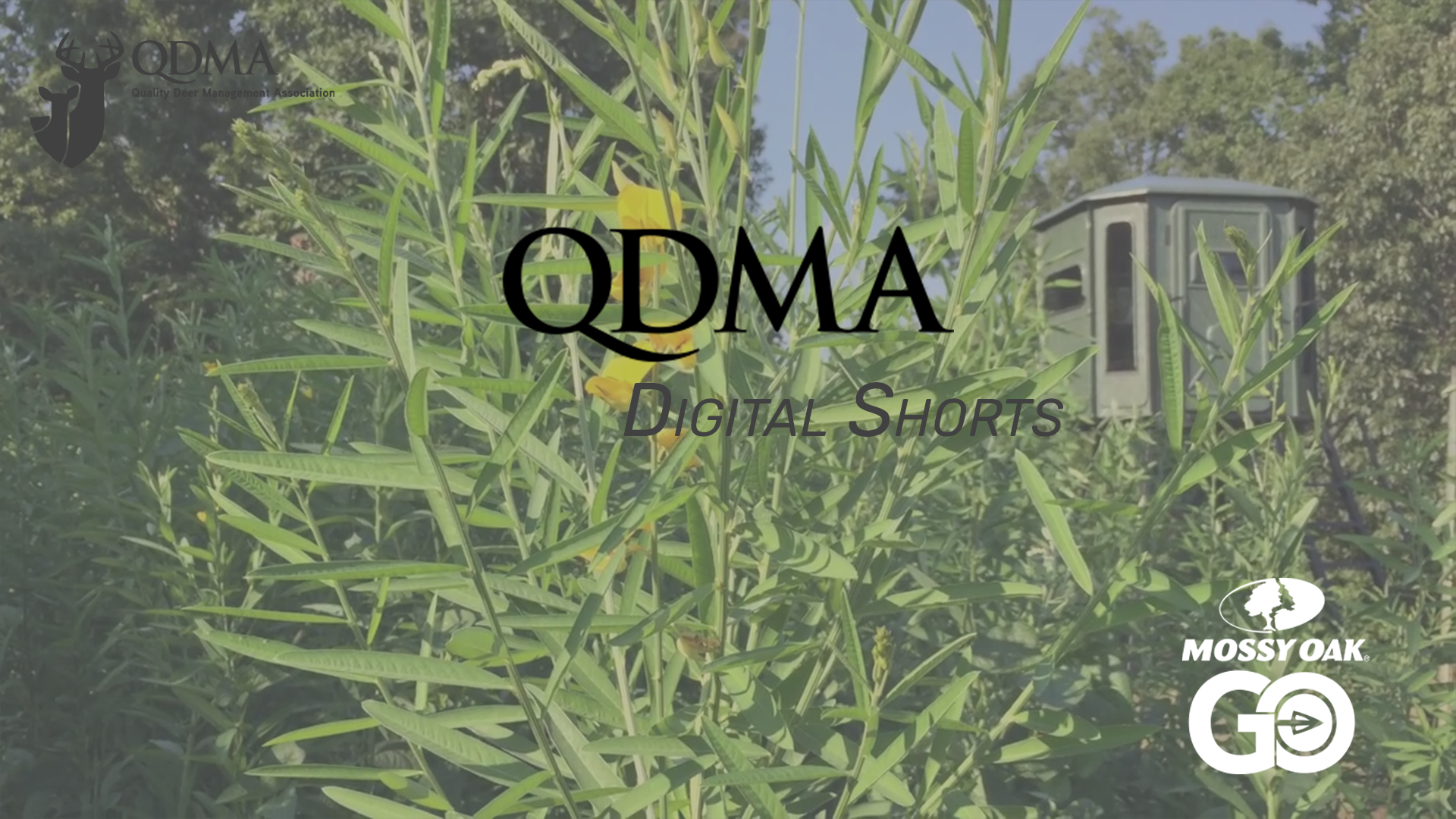 Sunn Hemp Benefits • QDMA Shorts