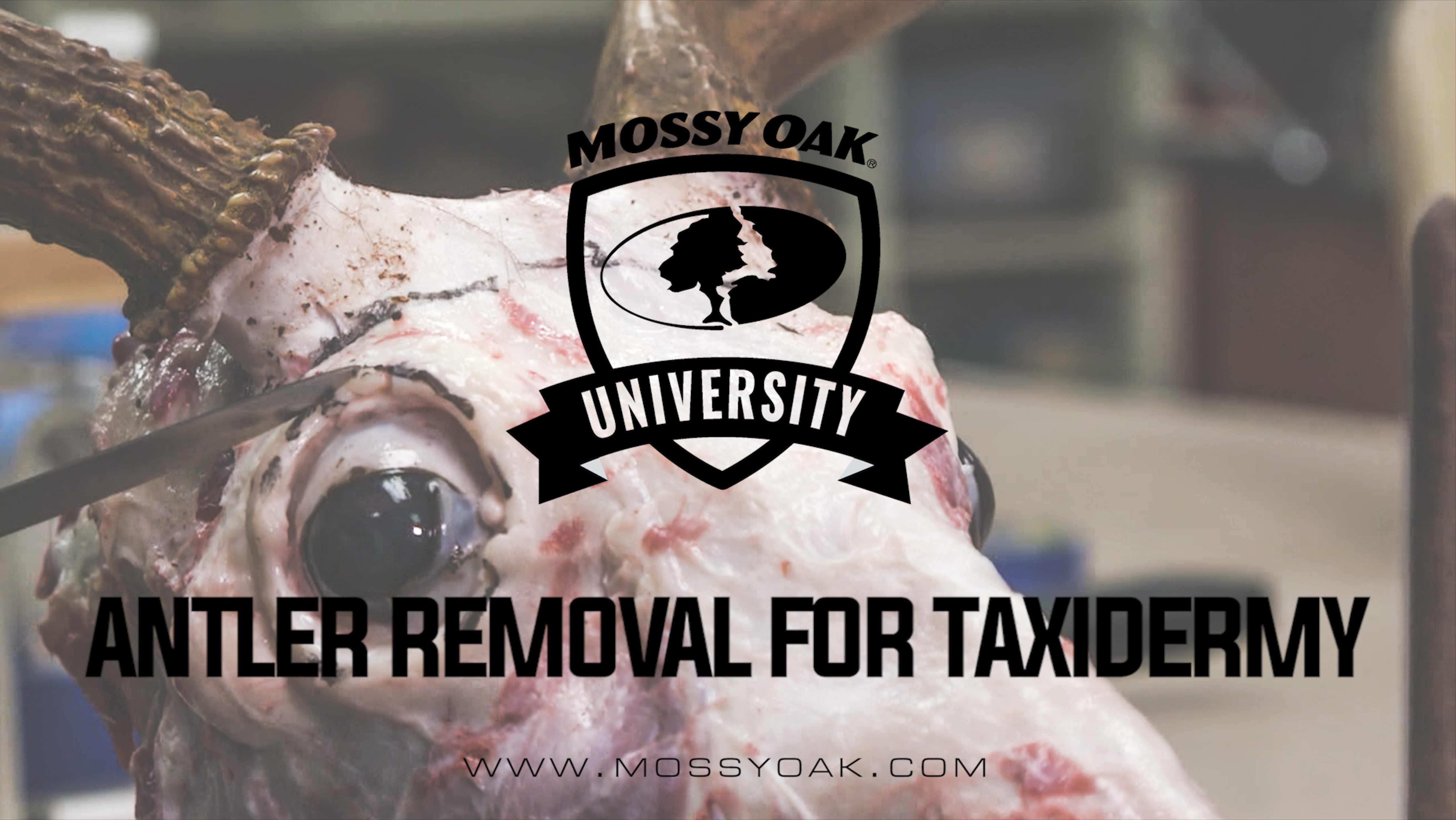 How To Remove Deer Antlers For Transporting and Mounting