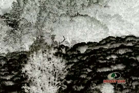 Western Elk • Bowhunting Elk in New Mexico and Antelope in Montana