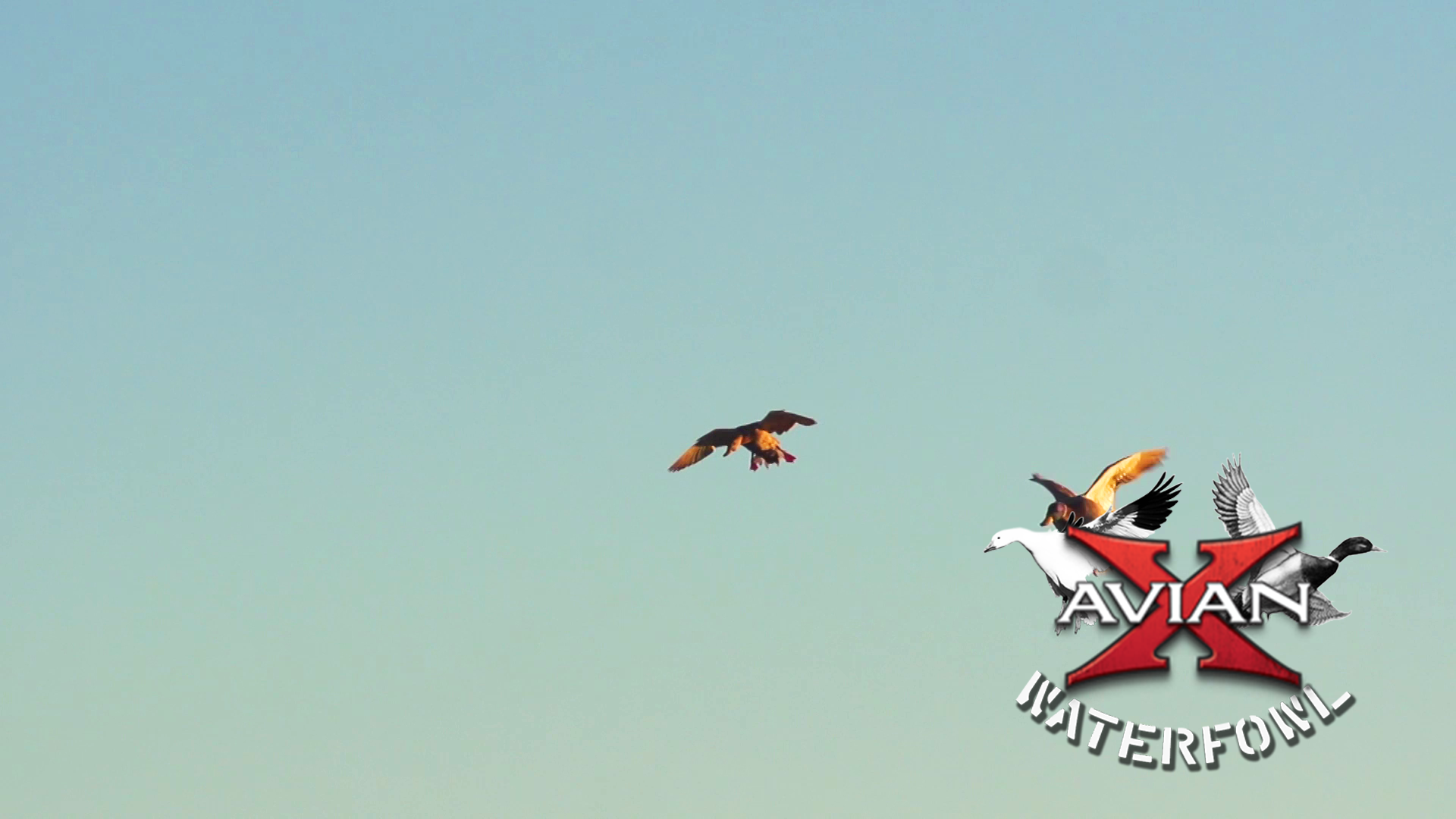 Sask • Avian X Waterfowl