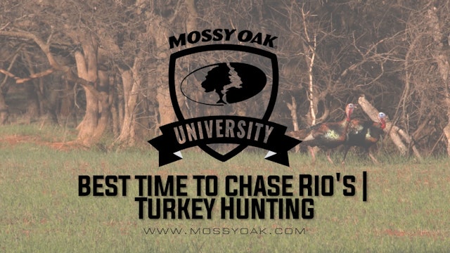 Best Time To Chase Rios | Turkey Hunting