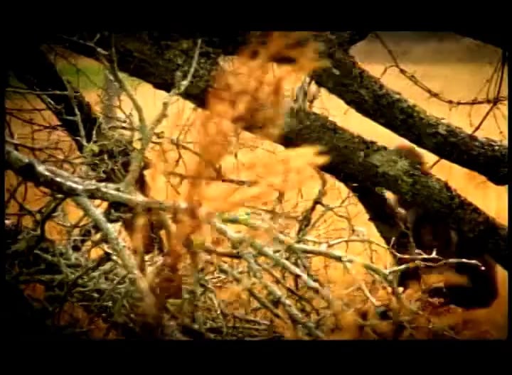 Give 'Em Time • Whitetail Bucks in Texas