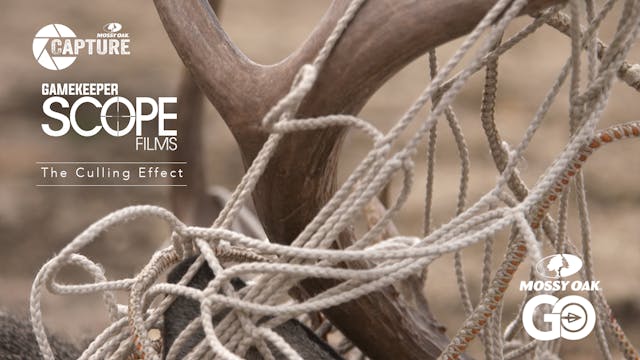 The Culling Effect • Gamekeeper Scope...