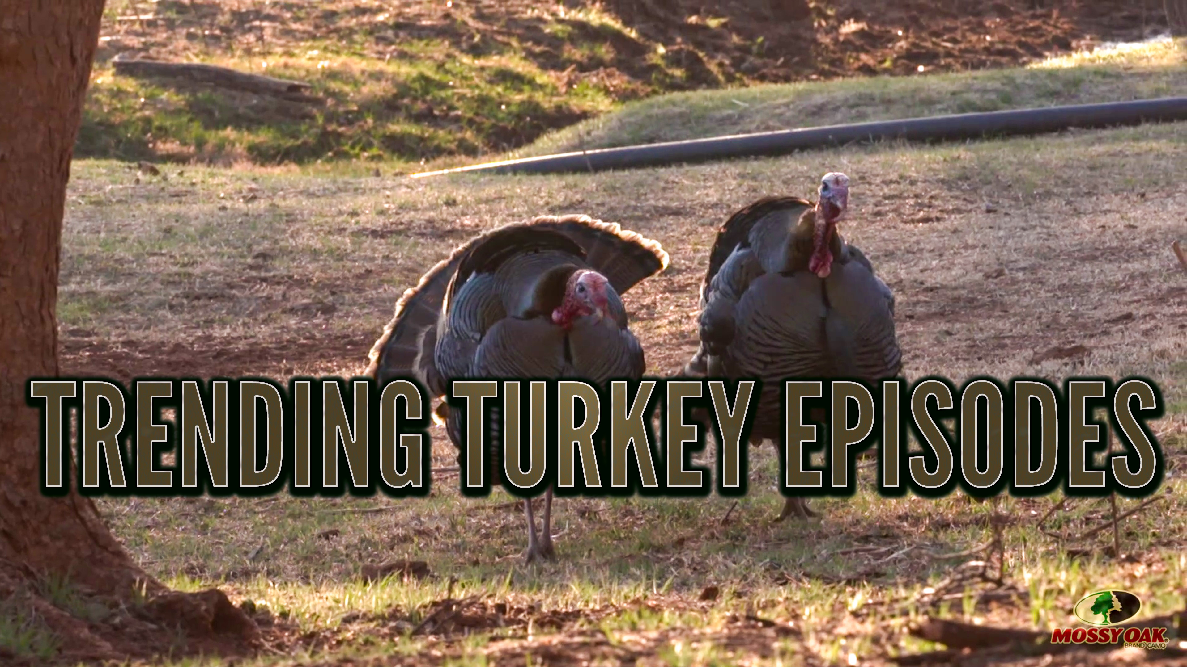 Trending Turkey Episodes