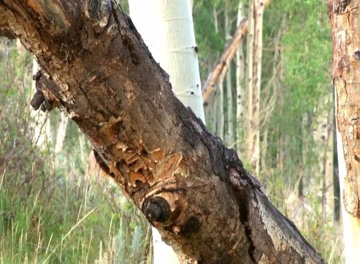 Measures of Success • Elk in Utah