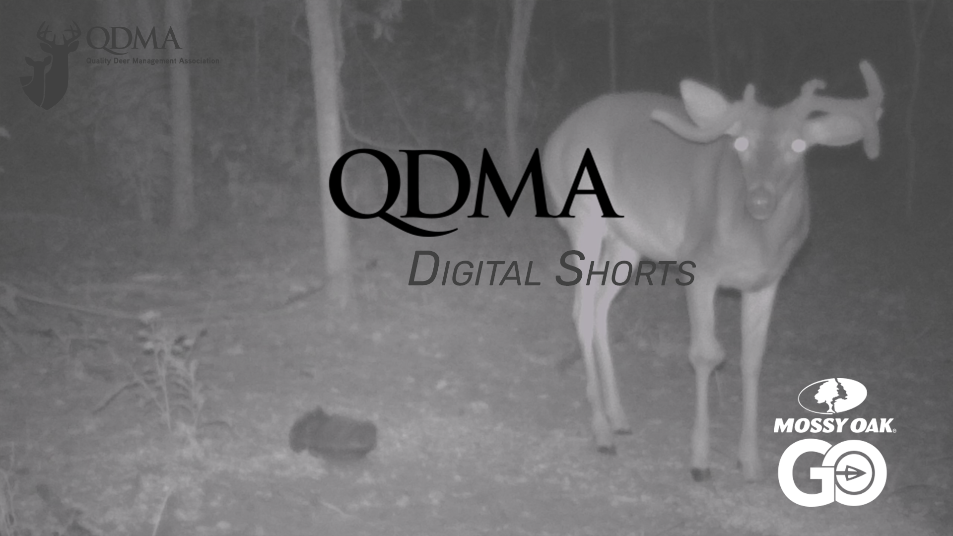 Shooting Based On Age not Antler Shape • QDMA Shorts