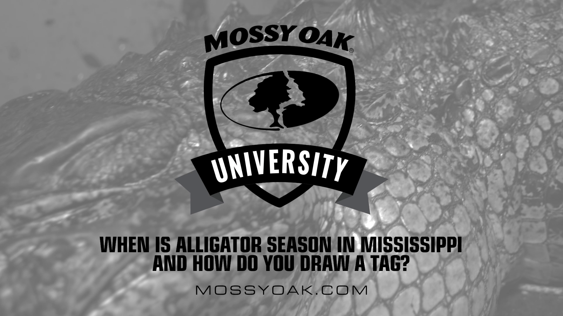 When is Alligator Season in MS • Mossy Oak University