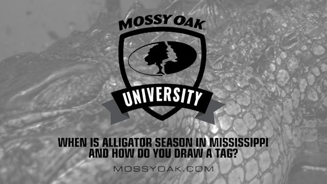 When is Alligator Season in MS • Moss...