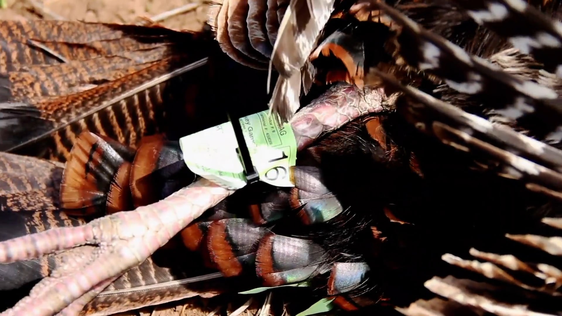 Don’t Forget To Load Your Gun • NBK Episode 5 S8