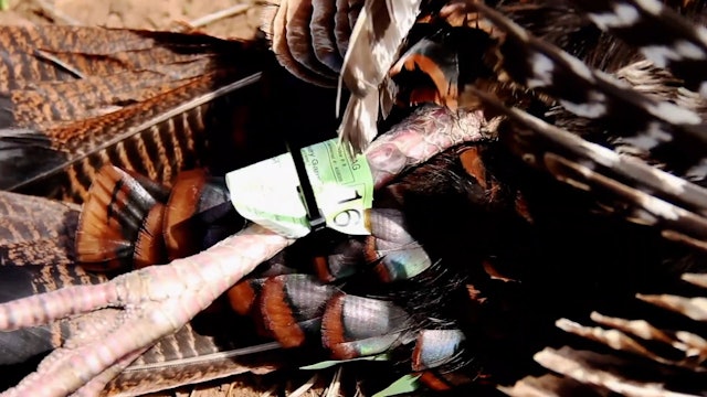 Don’t Forget To Load Your Gun • NBK Episode 5 S8