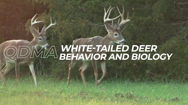 White-Tailed Deer Behavior and Biology