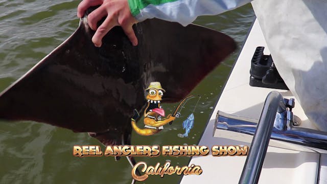 Bat Rays and Sharks in the Bay •  Ree...