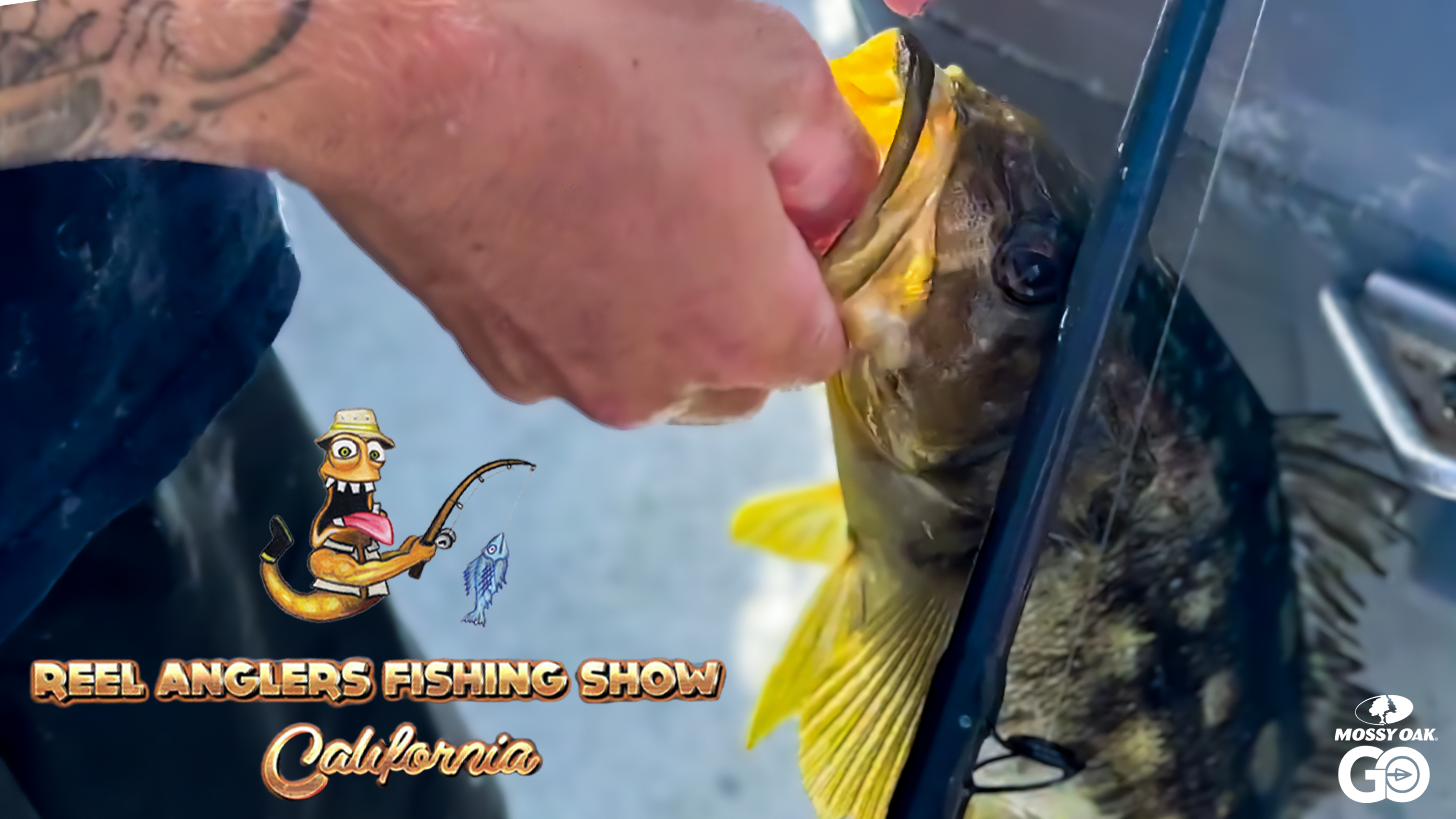 Calico Bass and Bluefin Tuna Fishing • Reel Anglers Fishing Show California