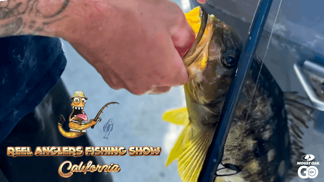 Sportfishing Calico Bass and Barracuda • Reel Anglers Fishing Show  California - Season 3 - Mossy Oak GO