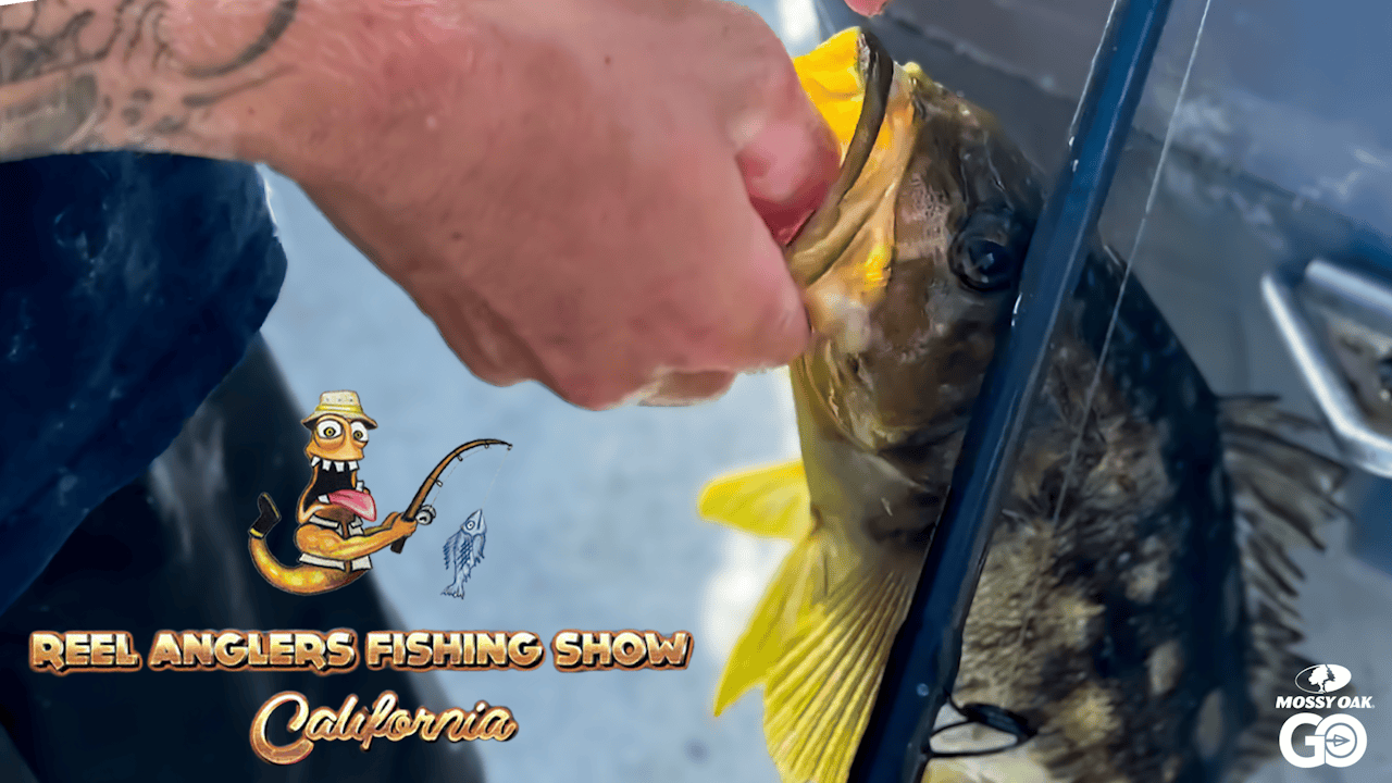 Calico Bass and Bluefin Tuna Fishing • Reel Anglers Fishing Show