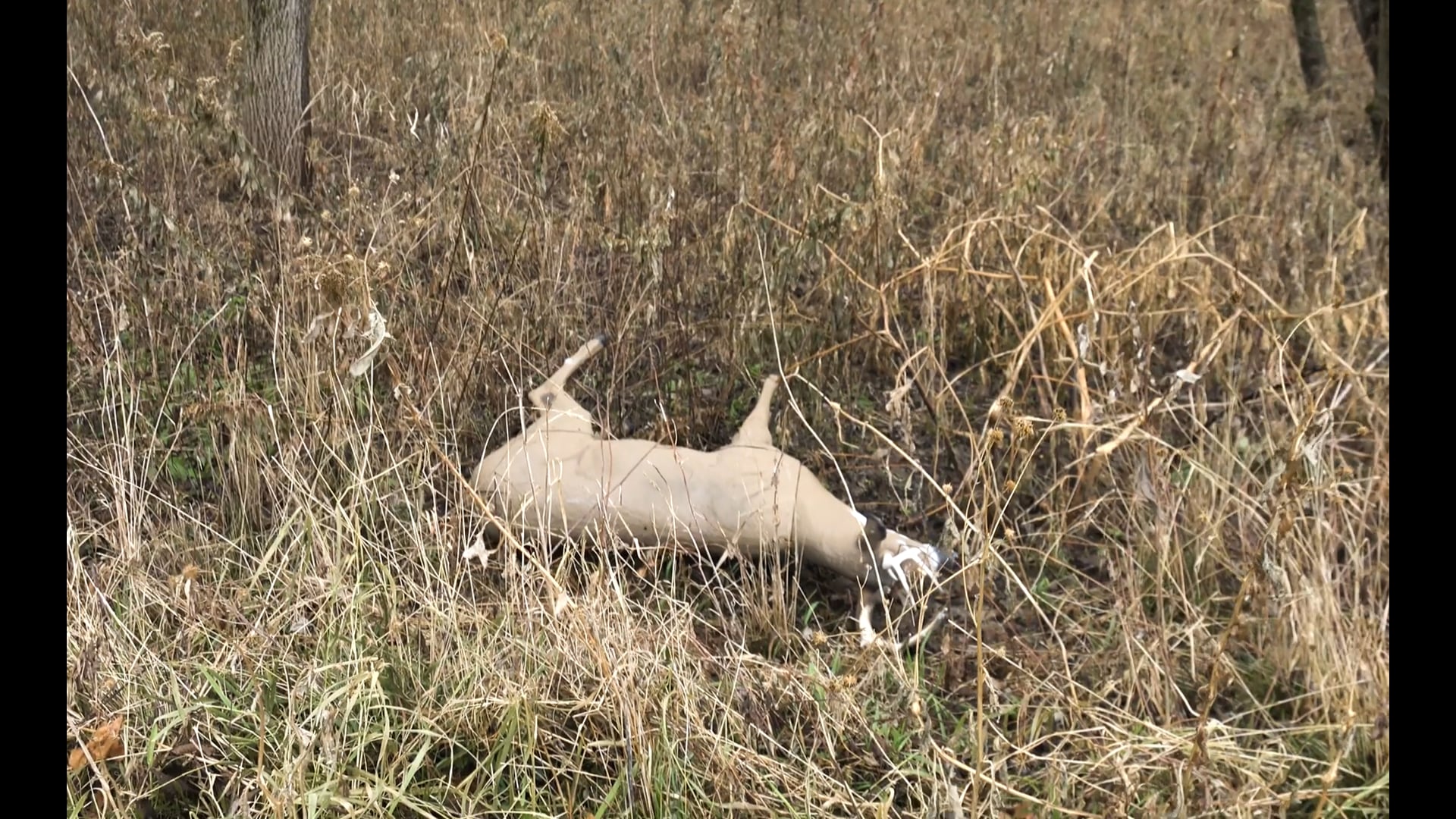 Dangerous Adventure Comic • Tim Wells