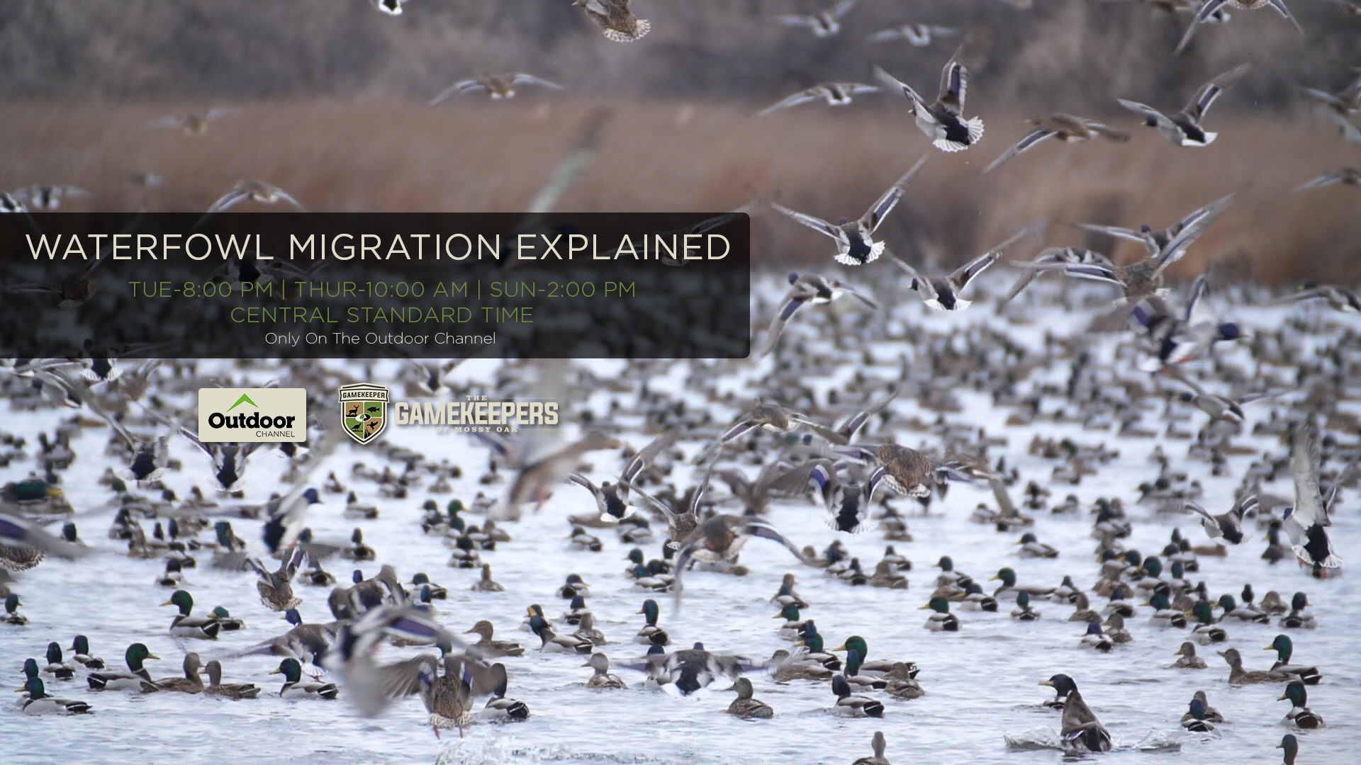Waterfowl Migration Explained • Gamekeepers
