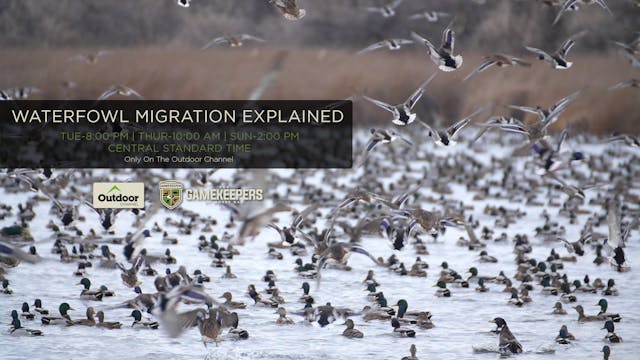 Waterfowl Migration Explained • Gamek...