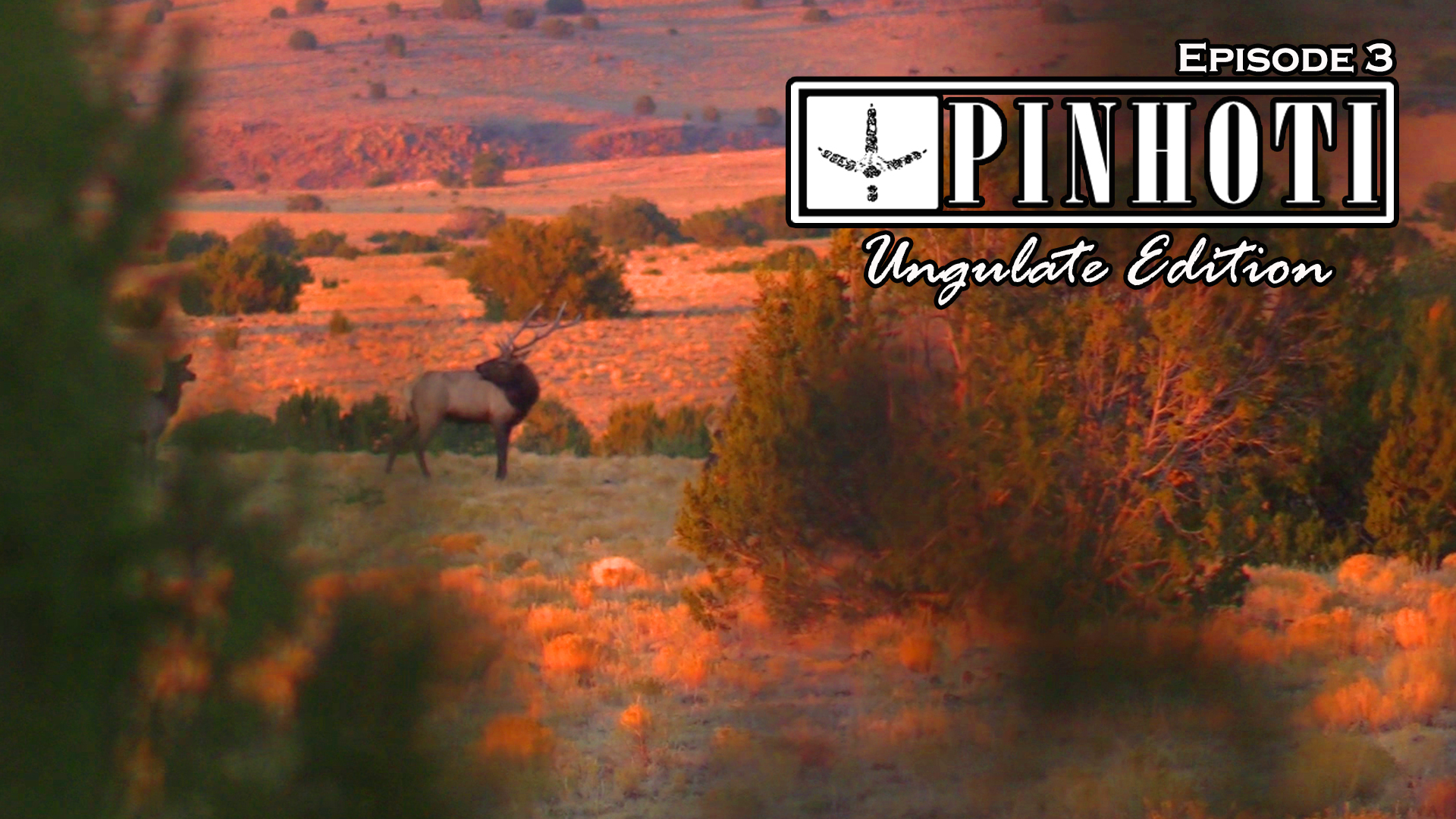 Ungulate Edition Ep3 • Pinhoti Project