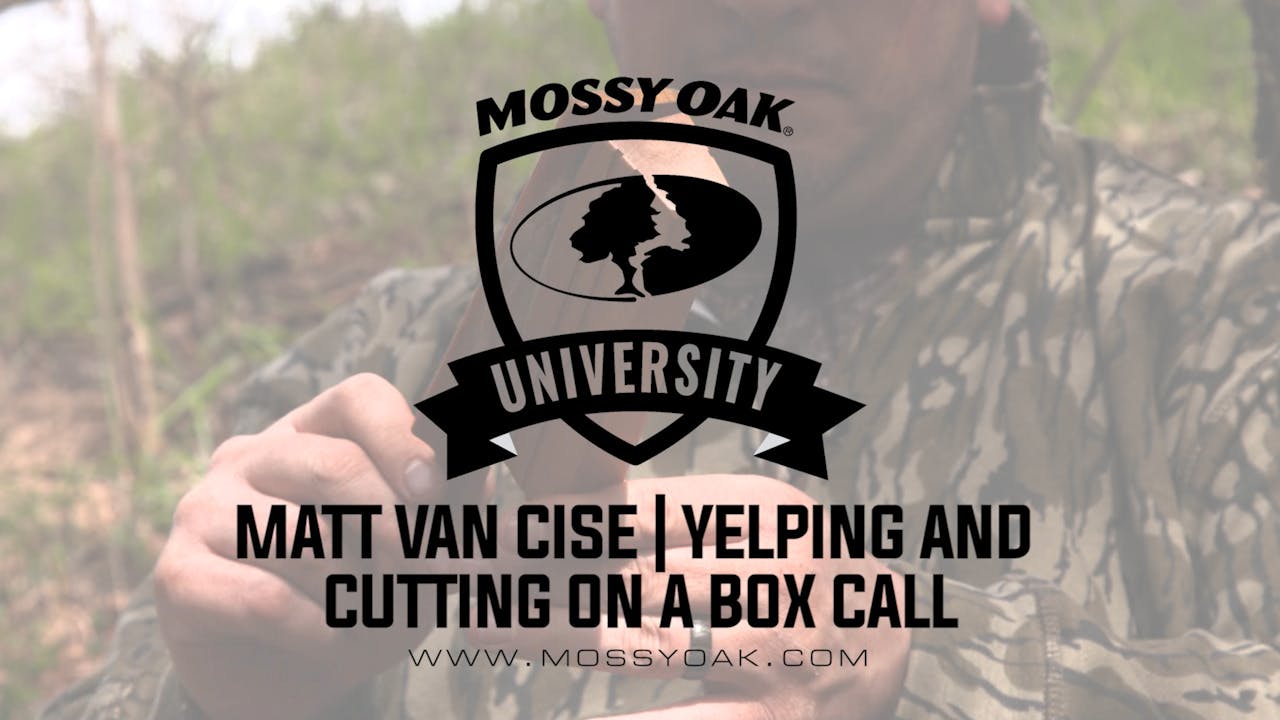 Excited Yelping and Cutting on a Box Call Matt Van Cise Mossy Oak GO