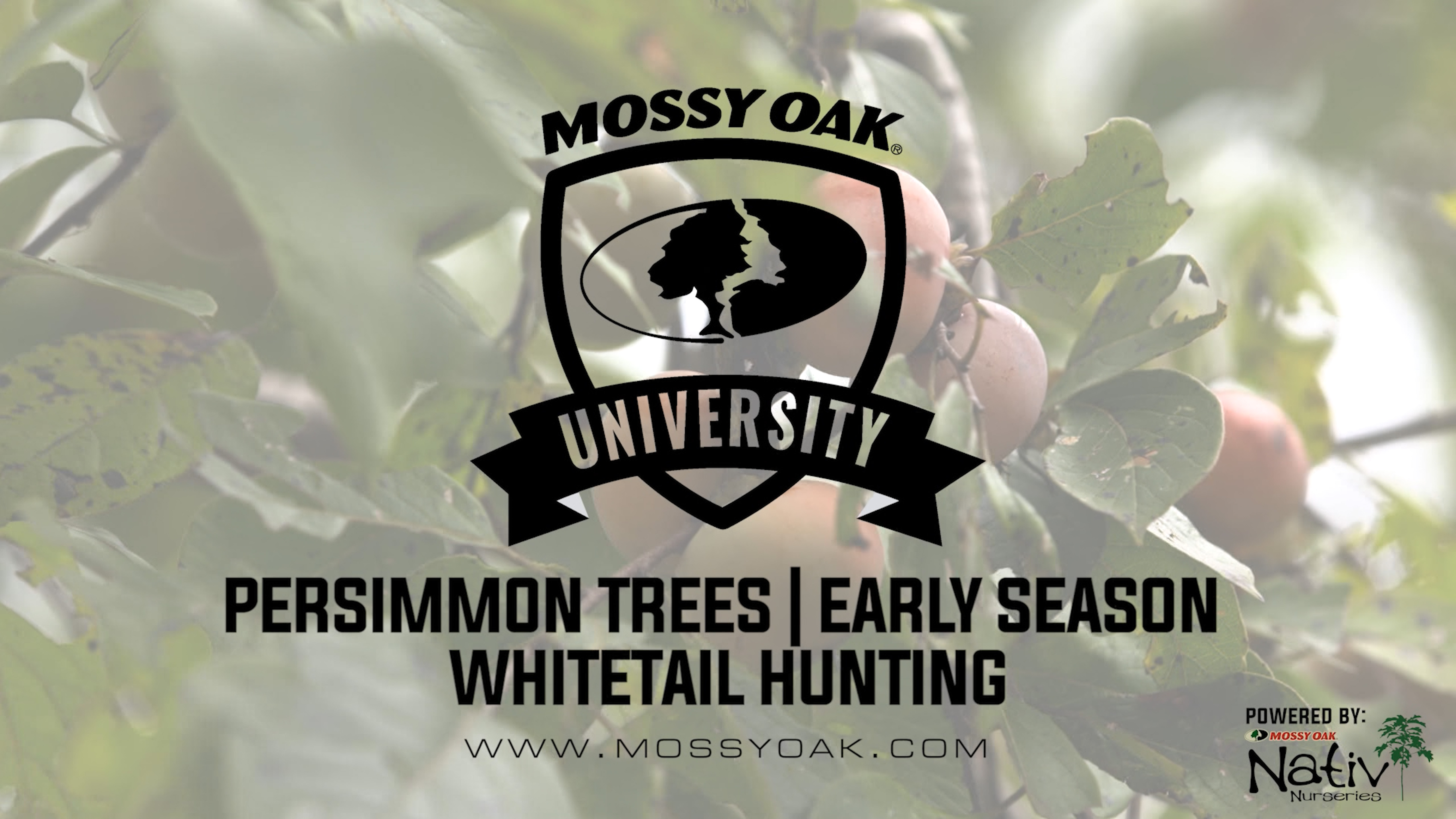 Persimmon Trees for Deer