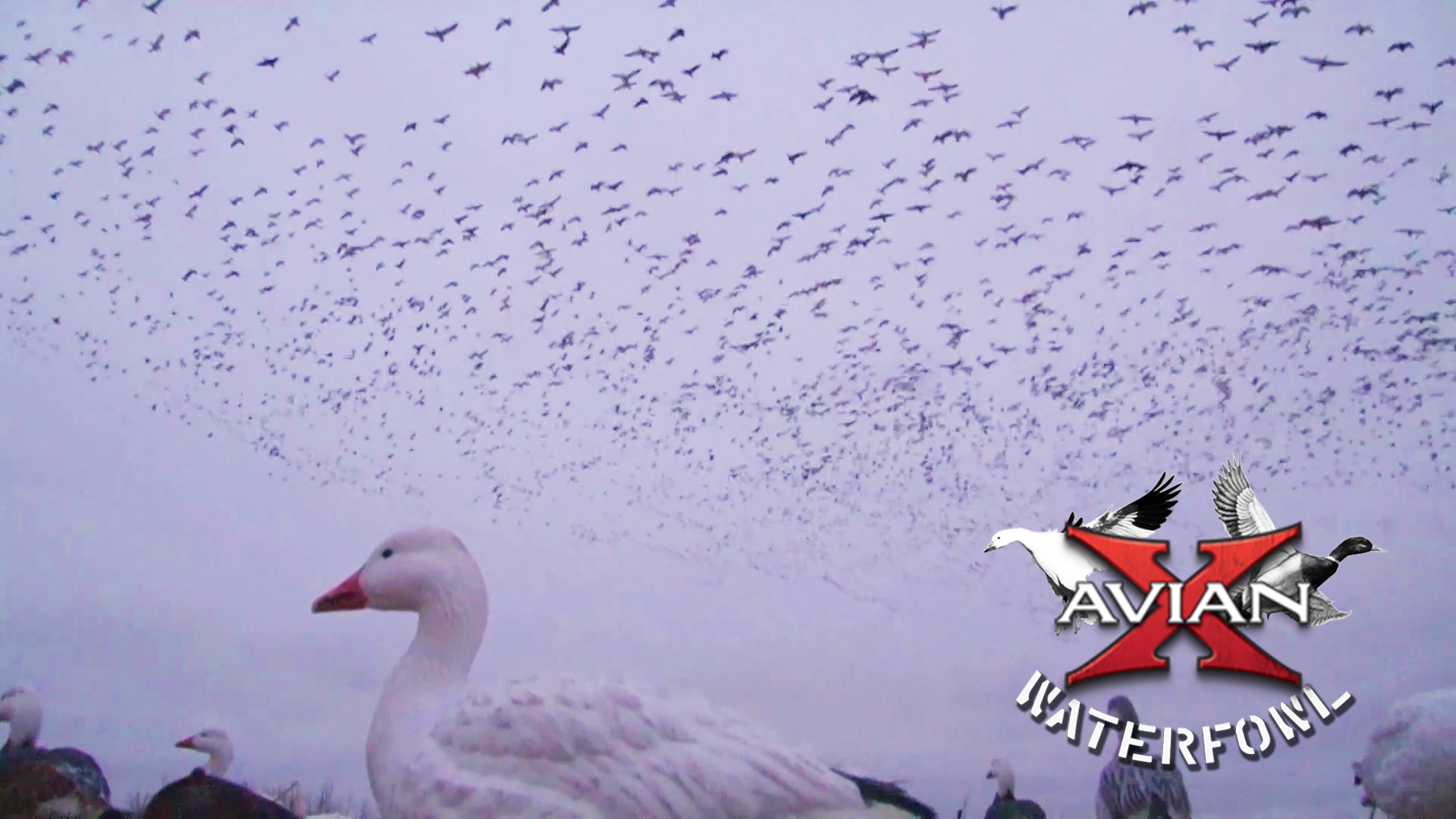 Sleeting Snows • Avian X Waterfowl