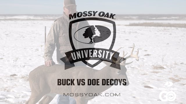 Buck vs Doe Decoy • Mossy Oak University