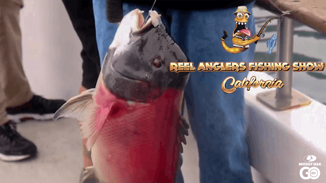 Sportfishing Calico Bass and Barracuda • Reel Anglers Fishing Show California