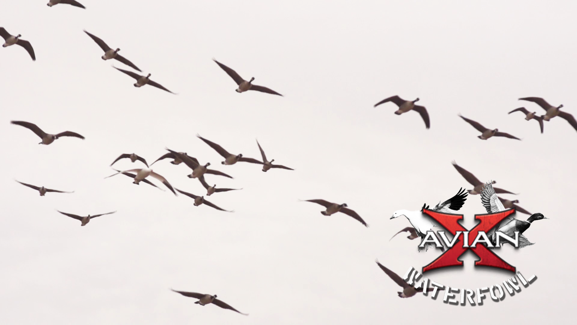 Sooner Ducks • Avian X Waterfowl