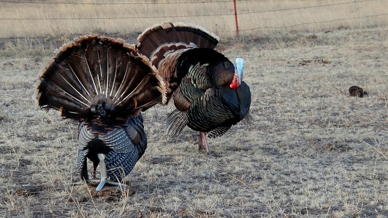Turkey Season 2022 • Triple Beard In Nebraska, Chasing Big Flocks Of